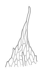 Entosthodon muhlenbergii, leaf apex. Drawn from J.T. Linzey 1215, CHR 454702.
 Image: R.C. Wagstaff © Landcare Research 2019 CC BY 3.0 NZ